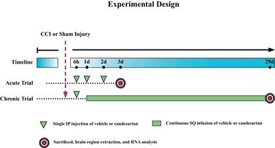 Transcriptomic Analysis of Mouse Brain After Traumatic Brain Injury Reveals That the Angiotensin Receptor Blocker Candesartan Acts Through Novel Pathways